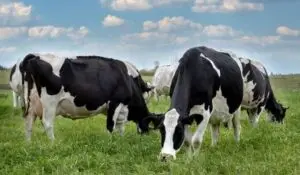 Cows eating grass